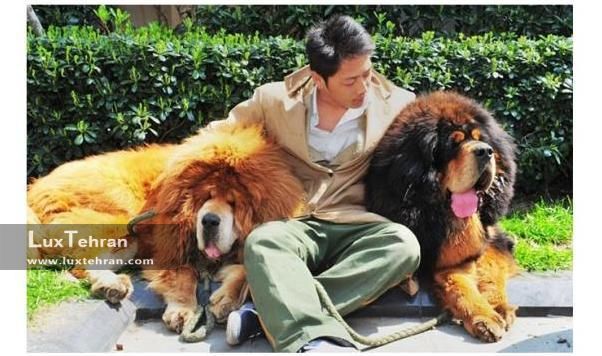 گرانترین های جهان ؛ سگ از نژاد ماستیف تبتی